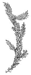 Warnstorfia sarmentosa, habit. Drawn from A.J. Fife 8100, CHR 436833.
 Image: R.C. Wagstaff © Landcare Research 2014 